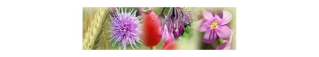 Plantes medicinales